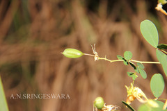 Crotalaria stipitata